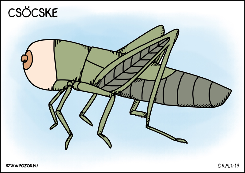 Csocske
